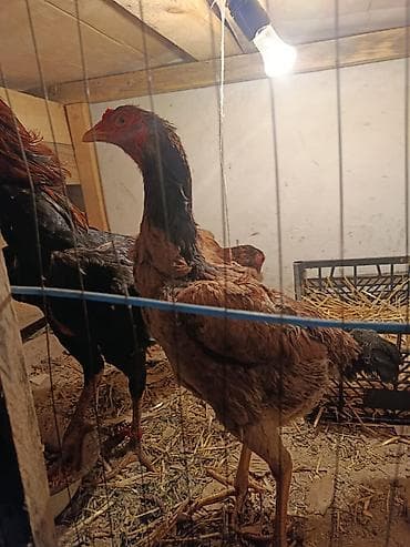 в связи с переездом отдам попугая жако в добрые руки: Продаю | Куры — 3
