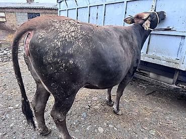 кой сойобуз: Продаю | Корова (самка) | Для молока | Привязанные — 2