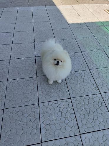 шпицы цена: Шпиц, 3 месяца, Самец, С родословной — 3