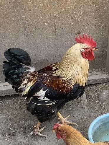 серебристый леггорн: Продаю | Петух | Для разведения — 1