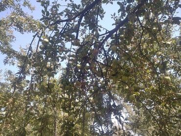 карагат фото: Алмалар — 8