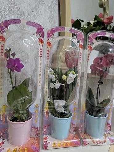 Фаленопсис в декоративном горшке, в фирменной прозрачной подарочной