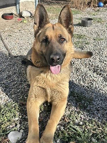 щенки овчарки в дар: Немецкая овчарка, 10 месяцев, Самка, С прививкой — 4