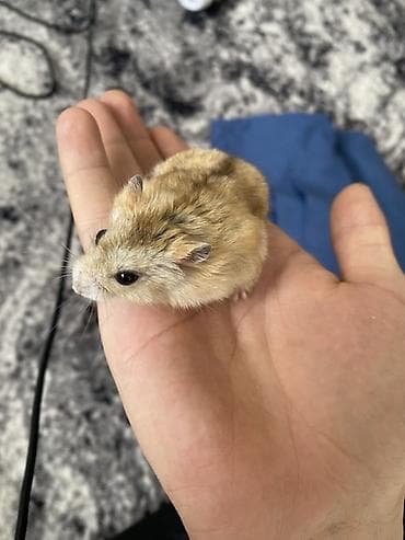сколько стоит маленький хомячок: Карликовый хомячок (похож на джунгарика/хамстера Роборовского) с — 1