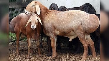 Бишкек! Алтын арашан койлору тез арада сатылат баасы 20-25мин сомдон