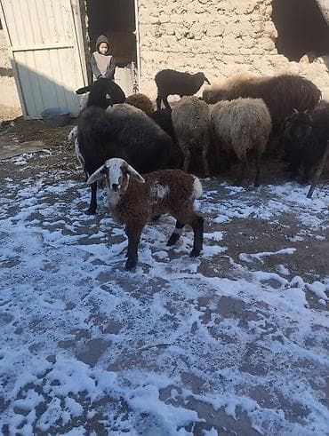 Индюки: Продаю | Овца (самка) | Для разведения | Матка — 1