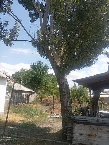 Прод.большой тополь,самопил, самовывоз,в Кара-Балта, цена договорная