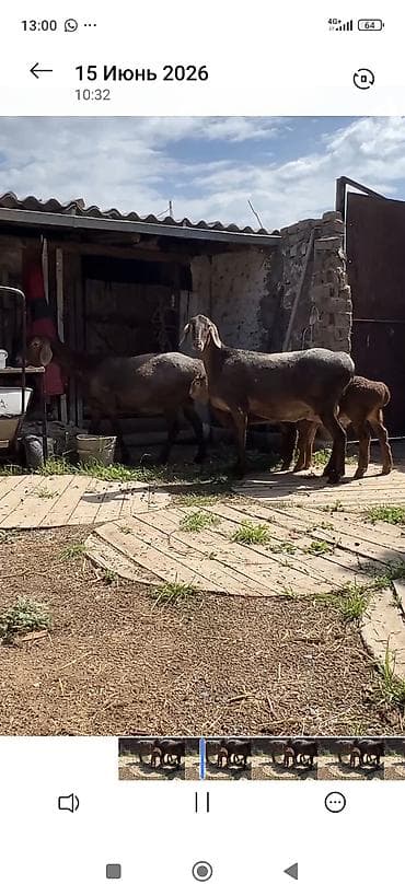 кошки на обувь: Продаю | Ягненок | Эдильбаевская | На забой — 6
