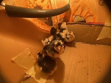 Куры, петухи: Продаю | Цыплята | Для разведения — 2