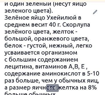 цыплята индюков цена: Продаю | Цыплята | Для разведения — 3