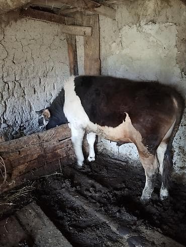 куплю быка: Продаю | Бык (самец) | На откорм | Привязанные — 3