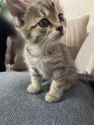 мышык бекер берем: Породасыз, 2 айлык, Ургаачы, Лотокко барууга үйрөтүлгөн — 1