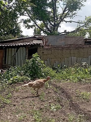 продаю фазан: Продаю | Индюшата | Полукровка | Для разведения | Племенные — 3