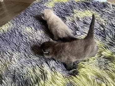сибирские кошки: 1 месяц, Девочка, Приучена к лотку — 5