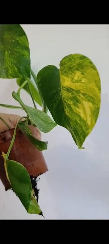 монстера цветы: Продаю цветы, все цены разные, Кара-Балта продаю сингониумов и — 5