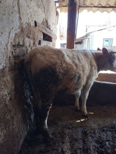 сколько длится беременность коровы: Продаю | Корова (самка) | Симментальская | Для разведения | Стельные — 5