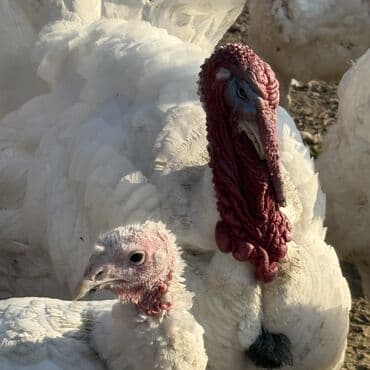 продажа домашних животных: Продаю | Индюшка (самка), Индюк (самец) | Северокавказская | На забой | Племенные — 11