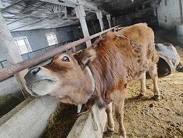 люцерна клевер: Продаю | Тёлка | Полукровка, Швицкая | Для разведения | Привязанные — 4