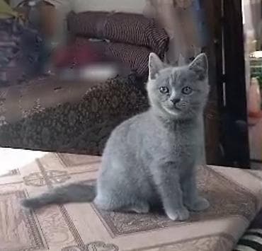 кыс: Вислоухая(Скотиш Фолд) Британские котята, окрас голубой (плюшевый). На — 5