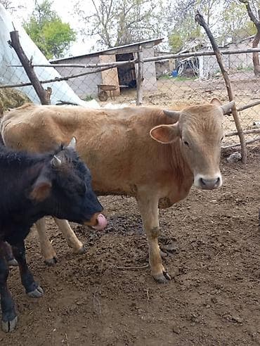 Үй жаныбарлары: Сатам | Бука (эркек) | Бордоп семиртүү үчүн — 9