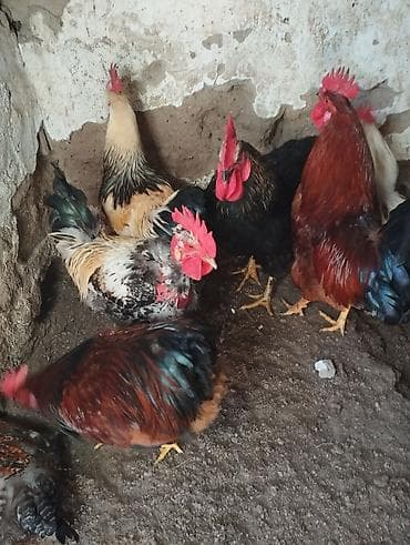 Ветеринар кызматы: Продаются Петухи Один 1000 сом — 2