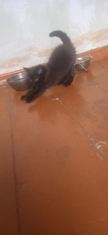 кошки породистые: Котята, короткошёрстные, окрас: - угольно‑чёрный (пушистый, янтарные — 2