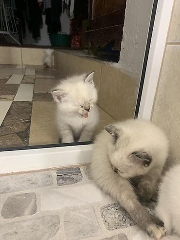 кошки шотландские: Продаю котят Скотти- страйк с голубыми глазами и дымчатыми — 5