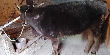 Куры, петухи: Продаю | Тёлка — 4