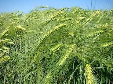 задаю: Для сельского хозяйства — 1