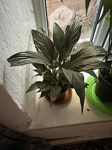 простой: Комнатные растения — набор Состав: - Хамедорея (бамбуковая пальма) — — 5