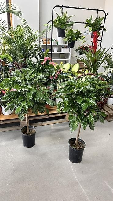 штамбовые: Кофейное дерево 🔥🔥🔥(Coffea arabica) в напольном горшке - Формировка — 2