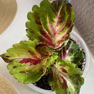 сколько стоит драцена: Колеус (Solenostemon) пестролистный, сорт с крупными волнистыми — 1