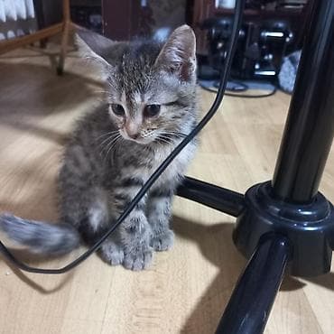 Животные: 2 месяца, Девочка, Приучена к лотку — 10