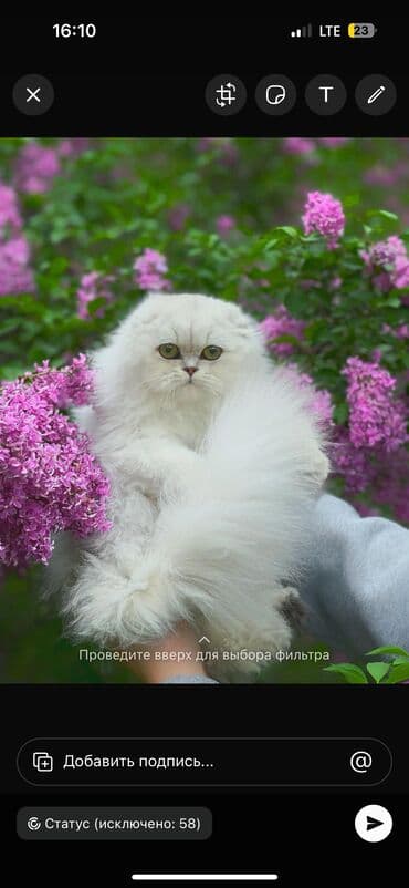 домашняя крыса: Котята породы Scottish fold Профессиональный питомник Victory Pride — 5