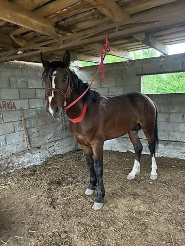 я ищу лошадь: Продаю | Конь (самец), Жеребец | Для разведения, Конный спорт | Осеменитель — 3