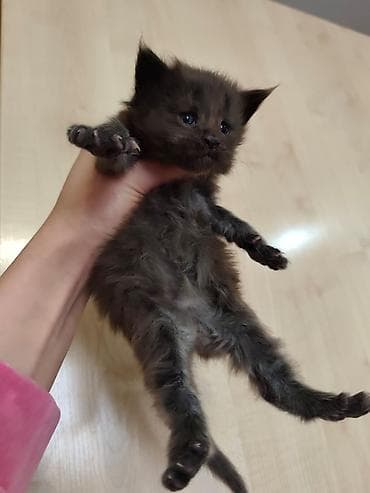 Рыбы: Котята, пушистые комочки счастья! На фото — малыши с полу-длинной — 2