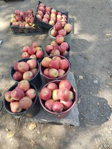 яблоко сочные: Яблоки Крипсон, В розницу — 2