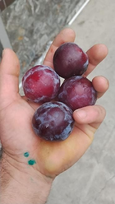 Слива свежая, тёмно-бордовая (красно-фиолетовая), крупная, округлая