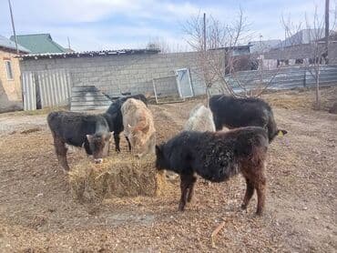 собака коли: Продаю | Музоо, торпок | На откорм | Привязанные — 2