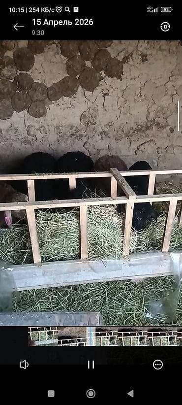 рыба мальки: Продаю | Ягненок | Для разведения — 4