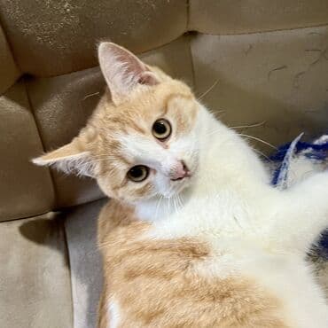 отдам котенка в добрые руки: Молодой рыжик в добрые руки Мальчик, очень ласковый и пушистый Лоток — 4