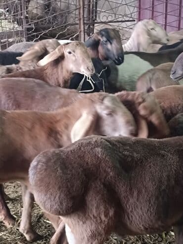 продажа домашних животных: Продаю | Овца (самка), Баран (самец) | Полукровка, Арашан | Для разведения | Племенные — 5