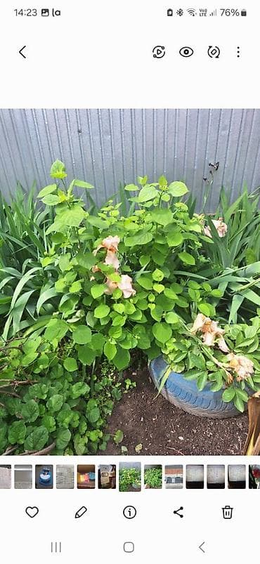 садовые светы: Продаю ирисы, хосты, уксусные деревья, ландышы, нарциссы, гортензия — 6