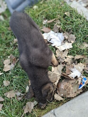 куплю кавказскую овчарку: Бельгийская овчарка, 3 месяца, Самец, С прививкой — 3