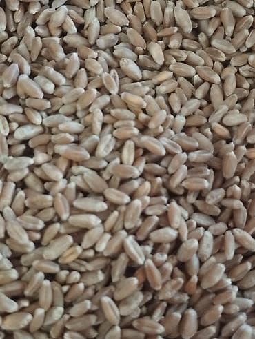 квас: Пшеница продовольственная/для проращивания Описание: - Натуральное — 2
