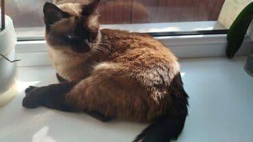 британская шоколадная кошка: Кошка даром: Сиамская, Девочка — 2