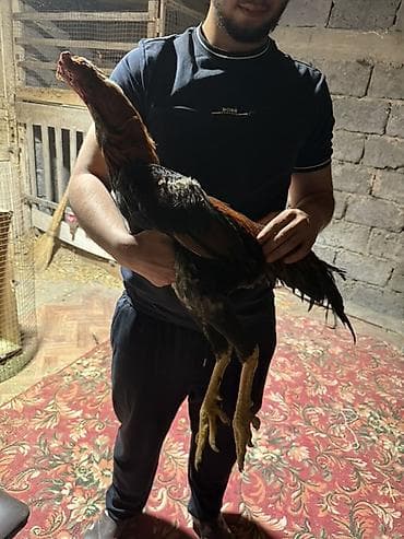 петухи бойцовые: Продаю | Петух | Бойцовая | Для разведения — 10