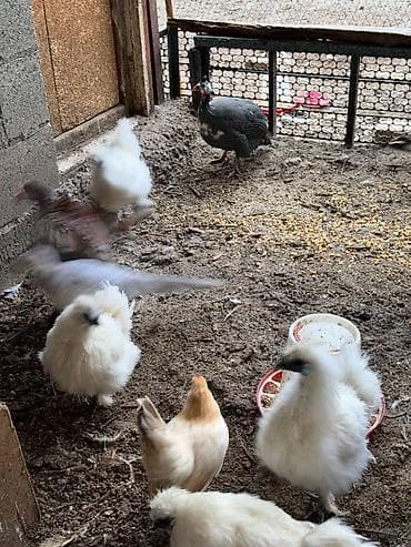 шелковые куры: Продаю | Петух, Куры — 2