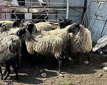 жожо брама: Продаю | Овца (самка), Баран (самец) | Гиссарская, Арашан, Романовская | Для разведения | Племенные, Котные, Матка — 3
