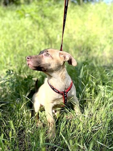 куда отдать собаку бесплатно: Собака даром: Дворняжка, 3 месяца, Самец, С прививкой — 6